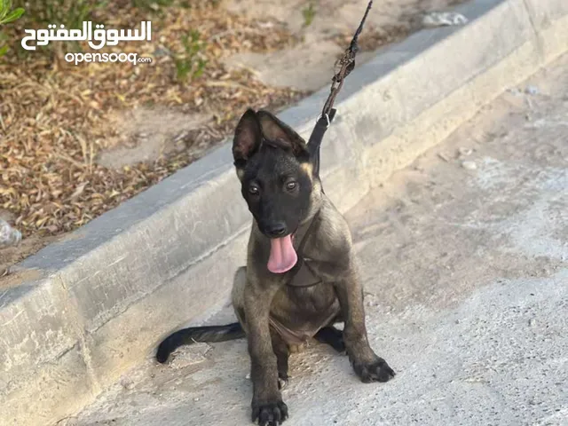 زوز جراوي ربي يبارك الول العمر شهرين وتاني مكسيكي العمر 55يوم