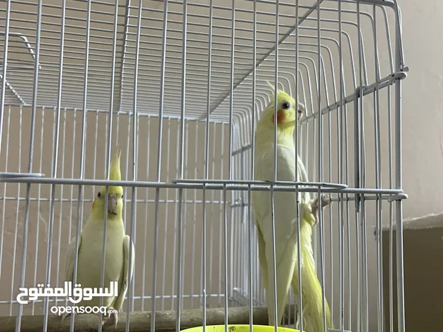 زوج كوكتيل نثاية شكريات حلوات و جاهزات بدون قفص نظافة و صحة خير من الله شرط التبزير