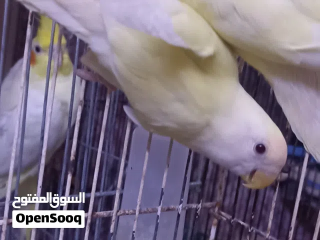 جوز روز اينو عين حمراء وفراخ كوكتيل لعشاق زق اليدوي
