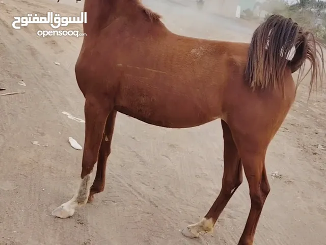 فرس مهجنه للبيع