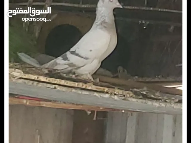 حمام تركي صافي