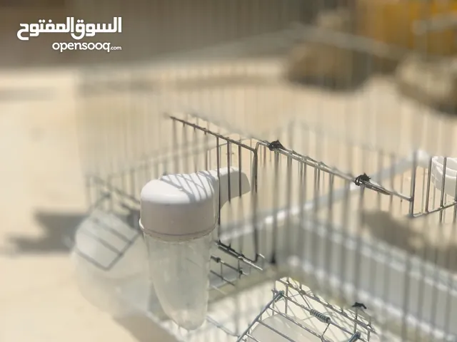 قفص عصفور للبيع