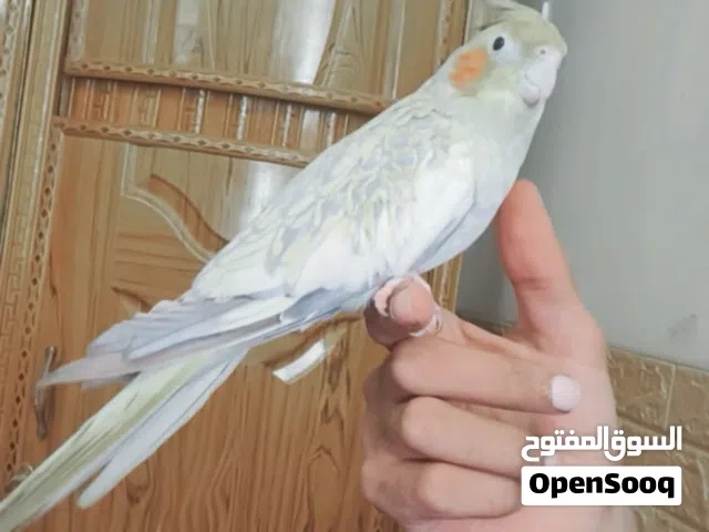 زوج كوكتيل
