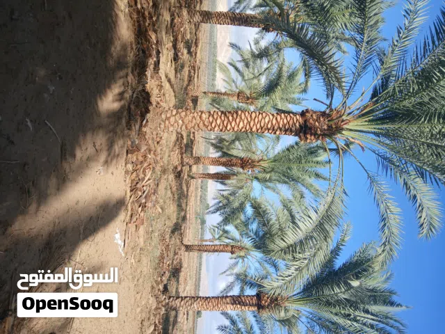 جميع انواع النخيل مثمر ووشننطيا للبيع من المزرعه الي الحديقه بدون وسيط نخيل خالي من الامراض