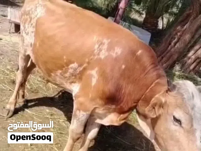 ثور عماني للبيع