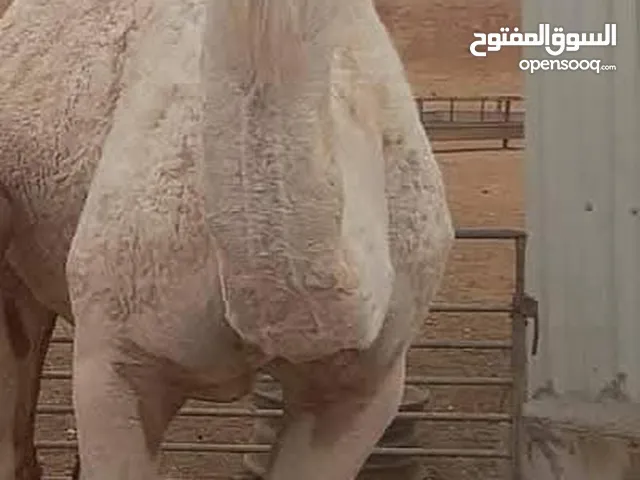 ناقه ضحيه طيبه ام ثاني