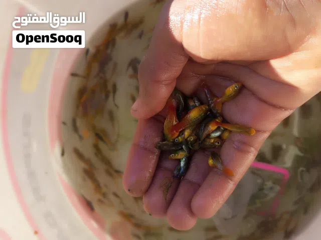 متوفر اسماك زينه قوبي اذن فيل مولي بالون مولي بلاتي كميه 1000 طرف من كل نوع