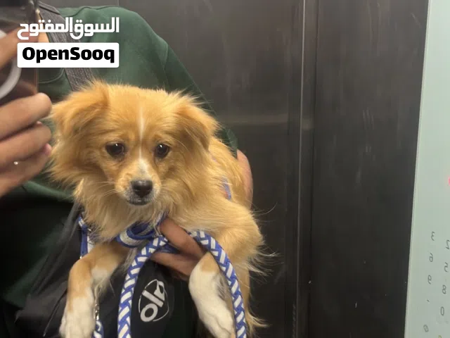 كلبه شيواوا