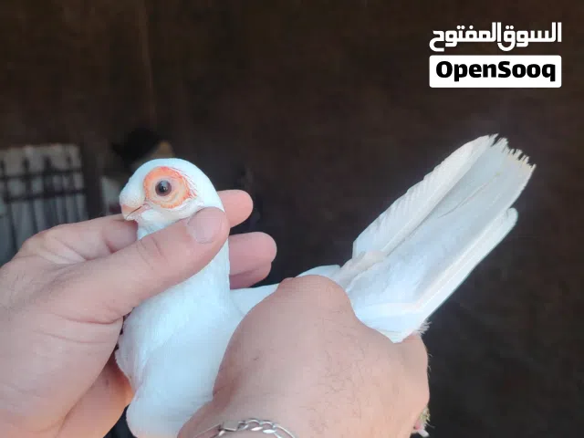 بولنديات بيض حبه ناعمه