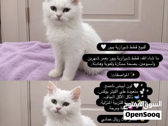 شيرازي بيور