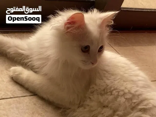 قطط منزل أليفه للتبني