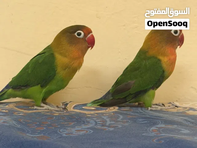 Fischer Love bird pair