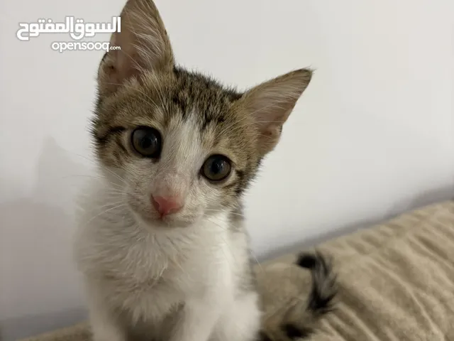 قطوه للتبني