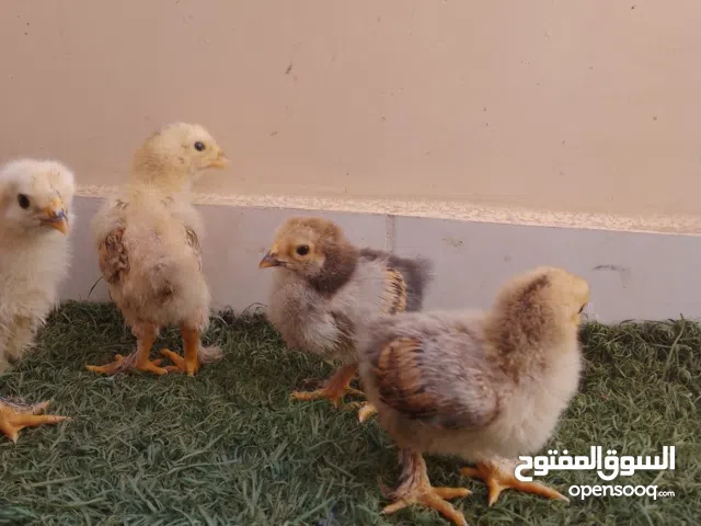 كتاكيت براهما عملاق