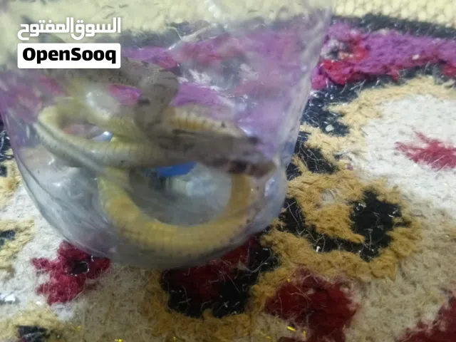 حية للبيع مزراك