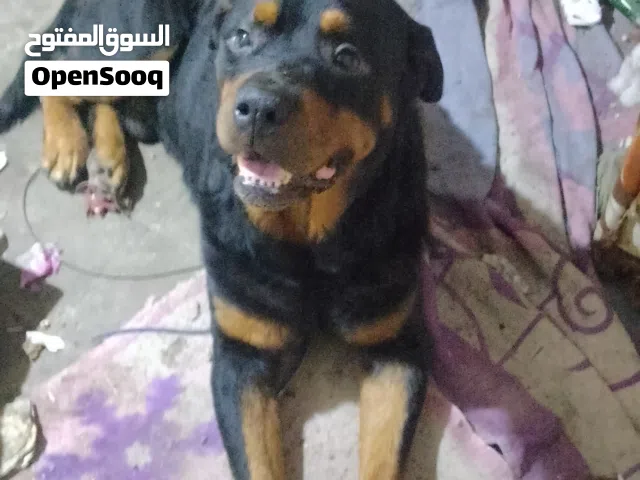 روت وايلر ضرب نار مووت دم حامي طاعه شراسه