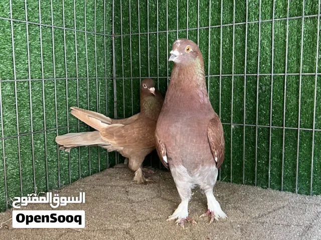 خمسه كوبيات ودكر فرادي حظان الوان ربي يبارك