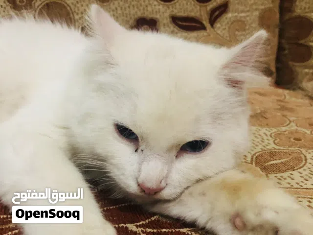 شانشيلا انثى للبيع