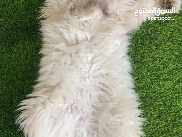 قط هملايا شوكلت