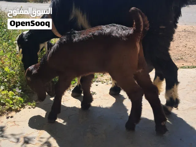 عنز بندوق شامي نخب اول