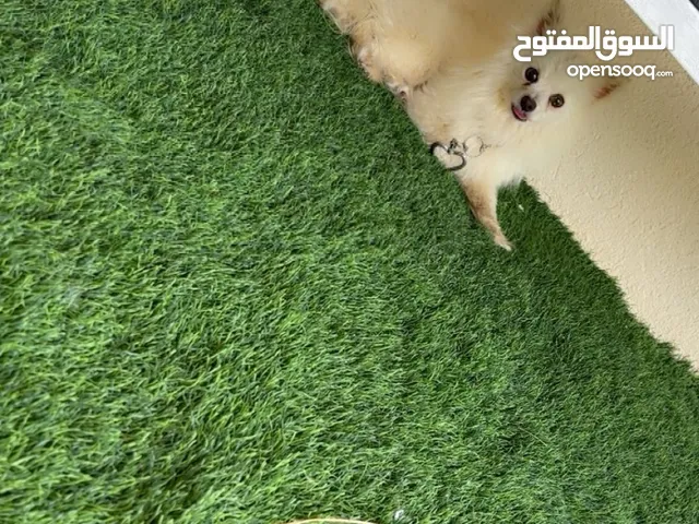 الكلاب محاله جيدة