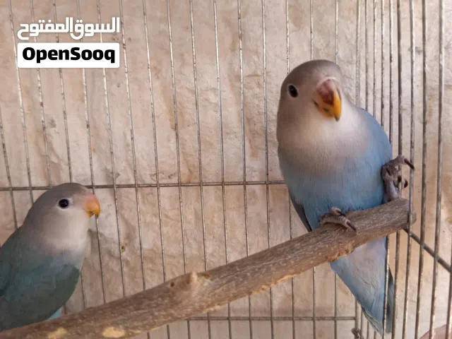 عصافير روز