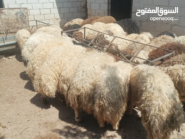 أضاحي الوزن الكيلو 5.50