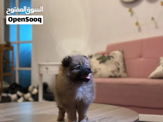 انثى بومرينيان للبيع مستوى حلو
