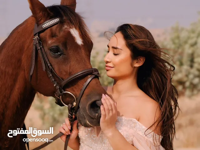 HABIBI LOVELY & COMFORTABLE HORSE