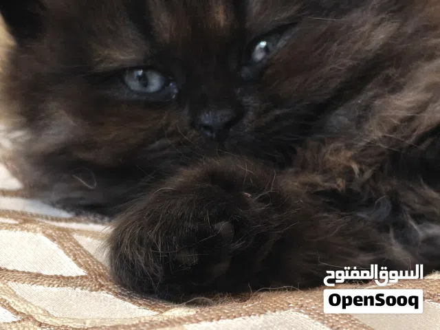 قطط هملايا رادغول اناث اثنين للبيع