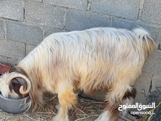تيس عماني مخصاي مناسب اضحيه