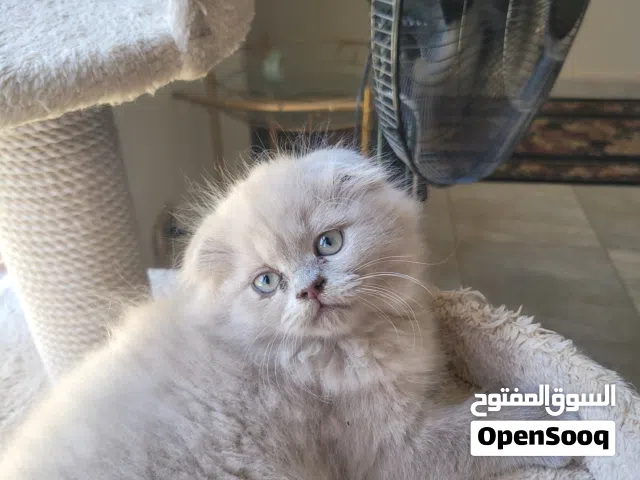 قطط سكوتش فولد وستريت