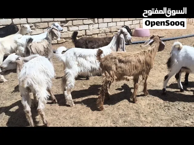 جديان وعنايق فرنسي وهجين حجازي سعر كزيوني