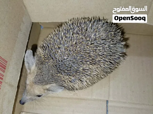 قنفذ للبيع