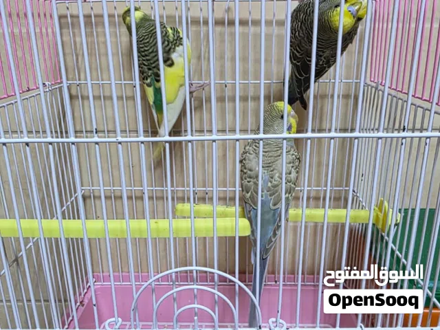 ازوج بادجي بصحة ممتازة طفرات مميزه جاهزين للانتاج (العدد 7)