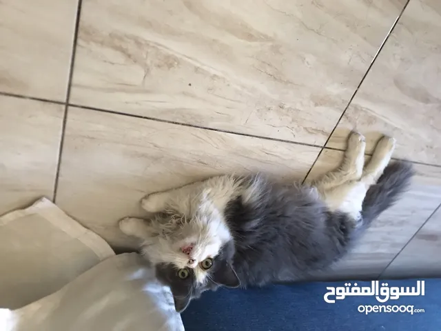 قطتين اناث لتبني