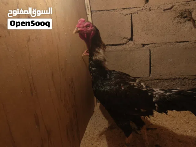 دجاج هراتي سعر زين وحلو