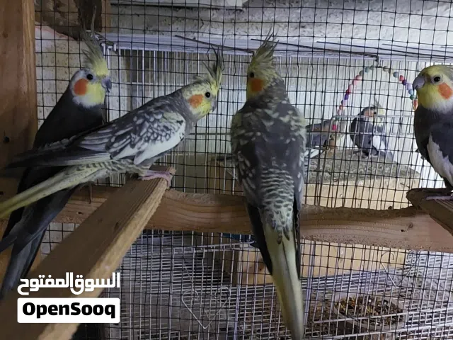 for sale my berd's is cockatiel