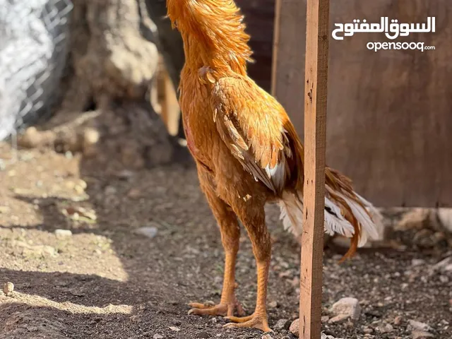 بسم الله ما شاء الله لا قوة إلا بالله متاح بيض باكستاني من الأهالي المعروضه مكفول انشاء الله