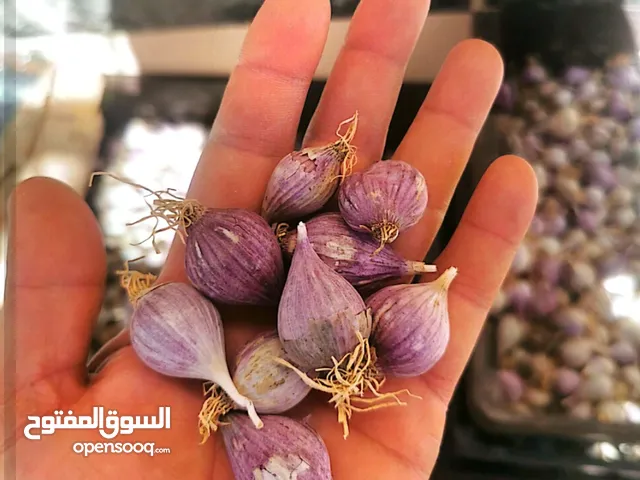 ثوم ذكر للبيع صنف ممتاز والثوم العادي انتاج 2025 من ولاية الجبل الاخضر