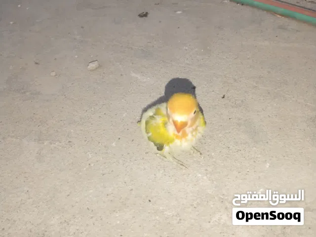 متاح فرخ غندور