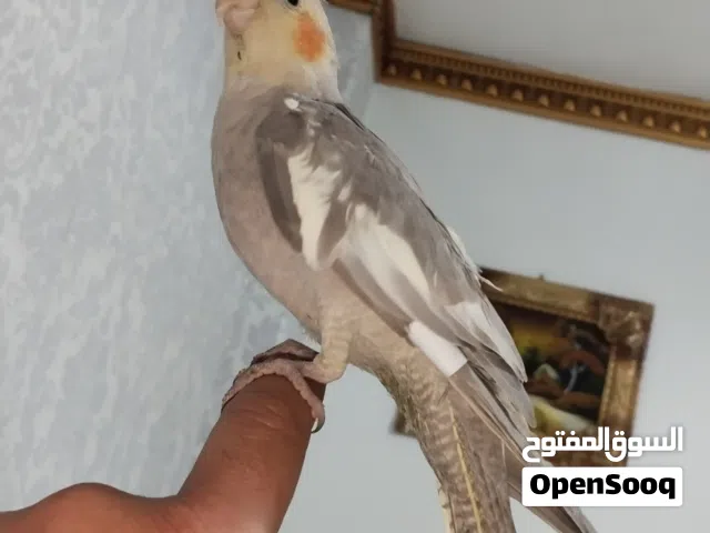 كوكتيل ماشاء الله