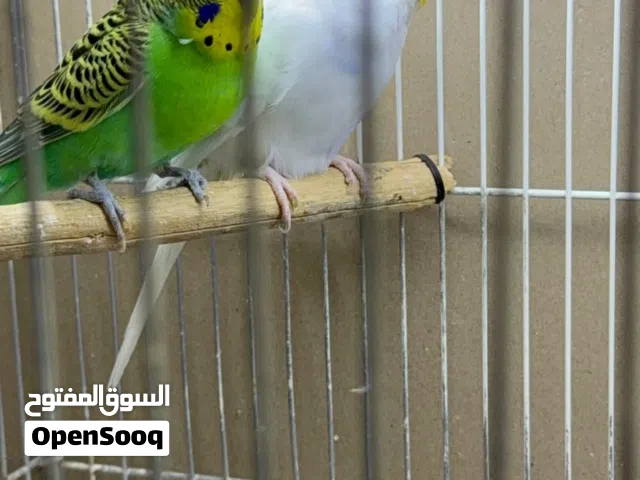 زوجين بادجي جاهزين للانتاج