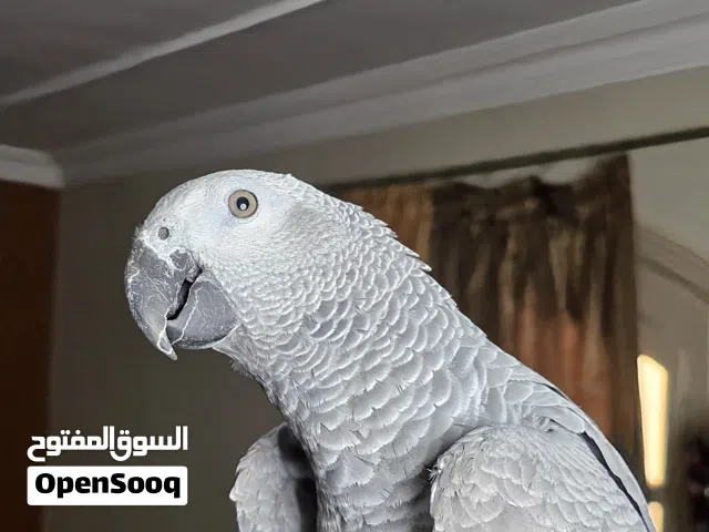 ببغاء زنجباري