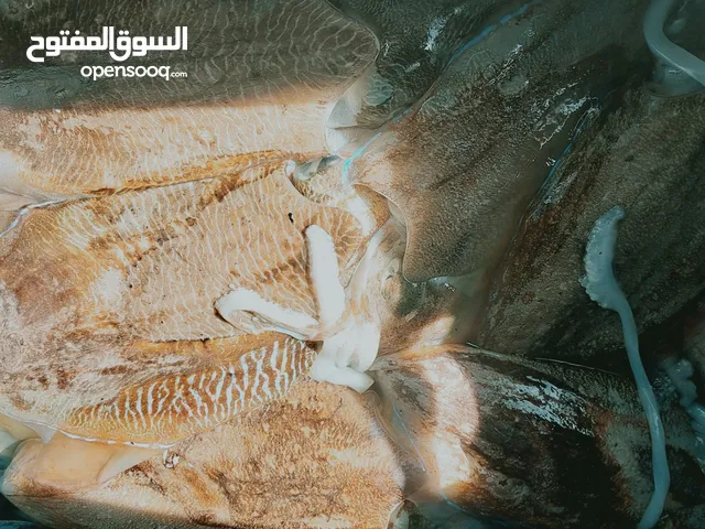 حبار طازج للبيع ولاية صور ومطبوخ ع حسب الطلب