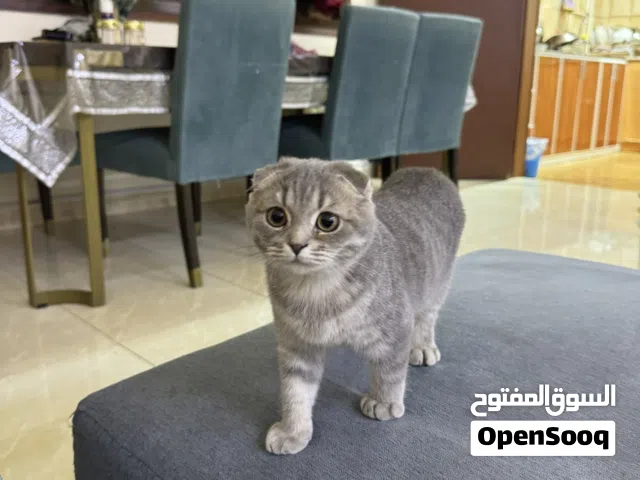 Scottish Fold