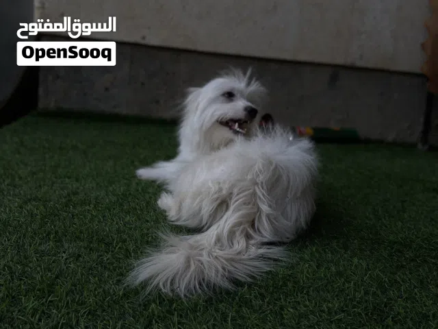 كلب أليف ملتيز