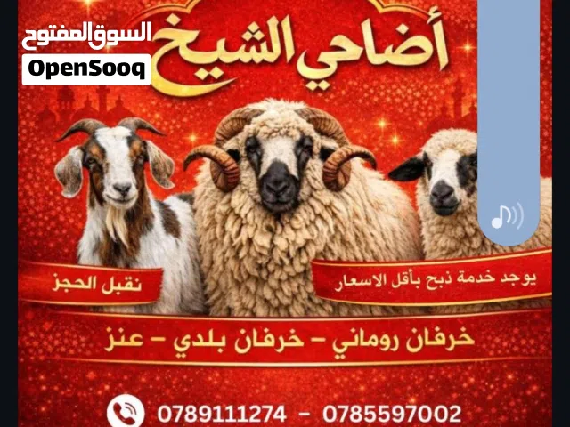 اضاحي الشيخ تابعوانا على الأنستا و كمان  11 يوم سيتم فتح بث مباشر موقعنا الزرقاء مقابل صيدلية مسلم