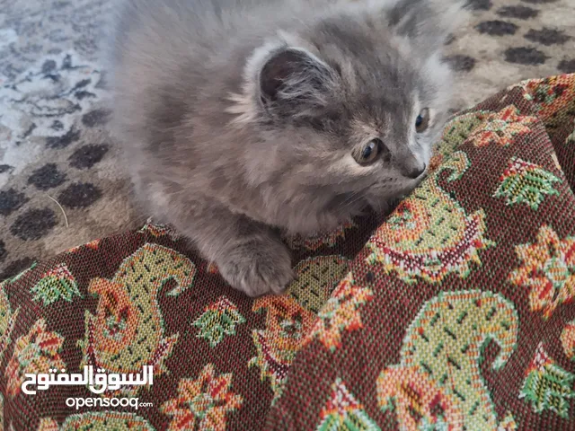 قطط اثنين للبيع واحد اسود وواحد رصاصي