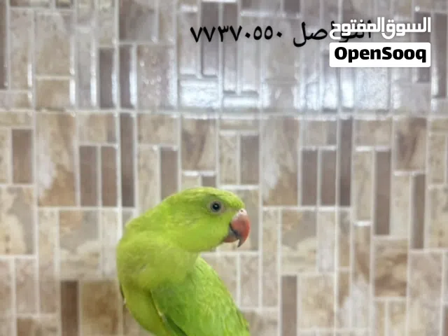 للبيع دره اخضر